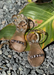 Aria kid's girl rose gold sandals. Kid's gold shoes. Kid's rose gold jelly sandal. Kid's rose gold waterproof sandals. Kid's rose gold waterproof shoes. mommy and me rose gold sandals